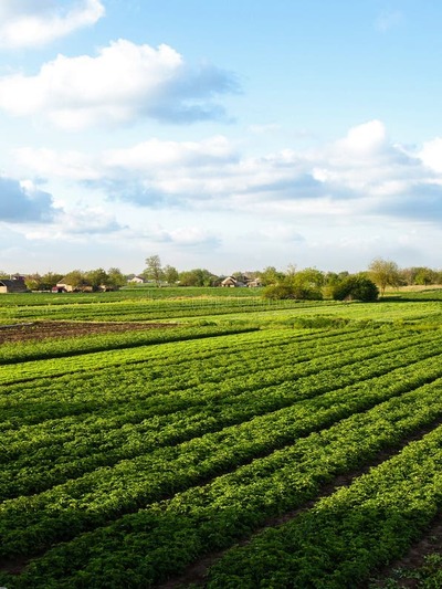 Agriculture & Fertilzers