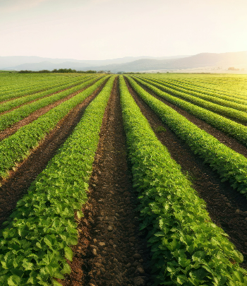 Agriculture & Fertilzers